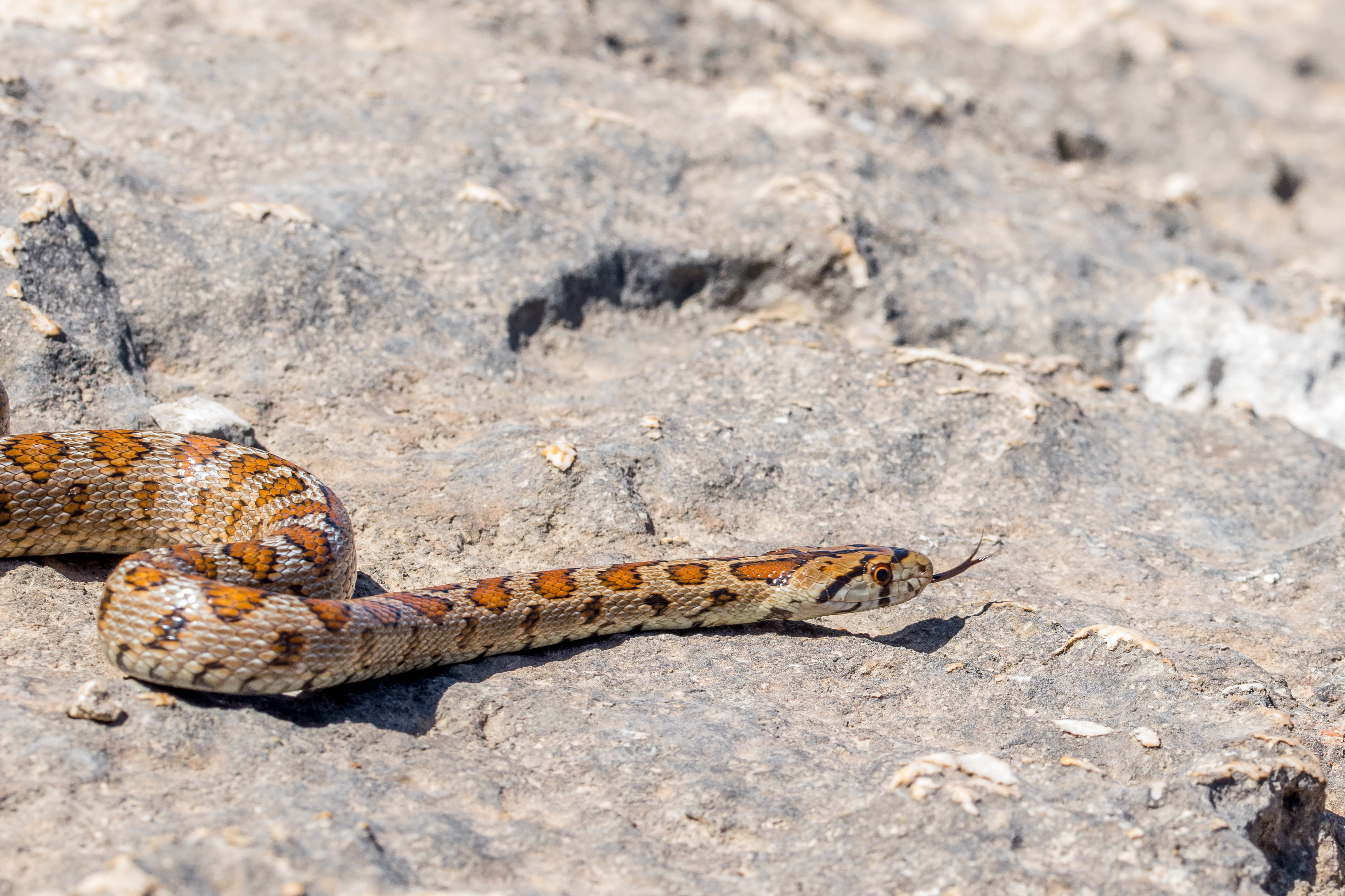 adult-leopard-snake-european-ratsnake-slithering-rocks (1).jpg